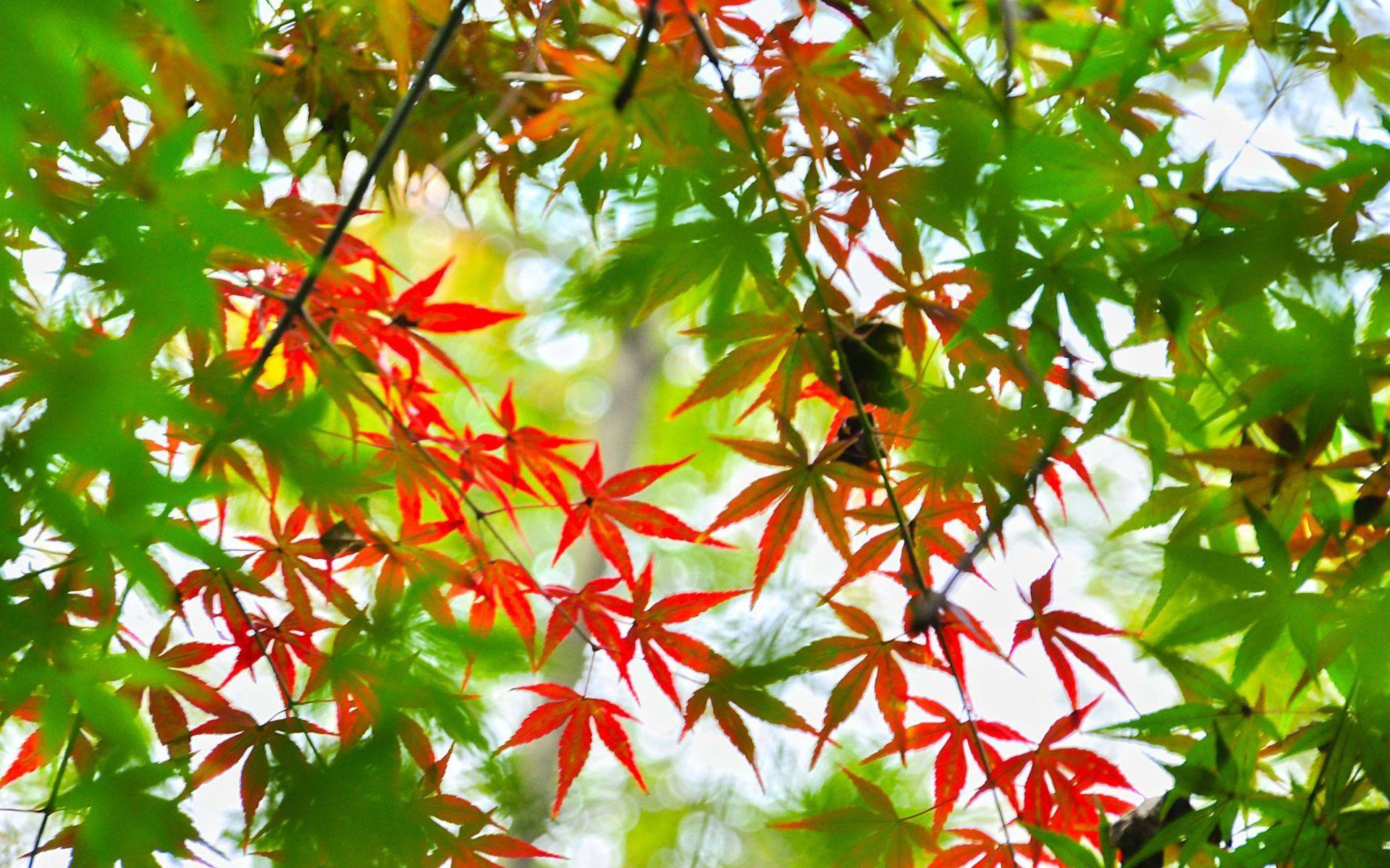 原创
            我听见爱情，我相信爱情。