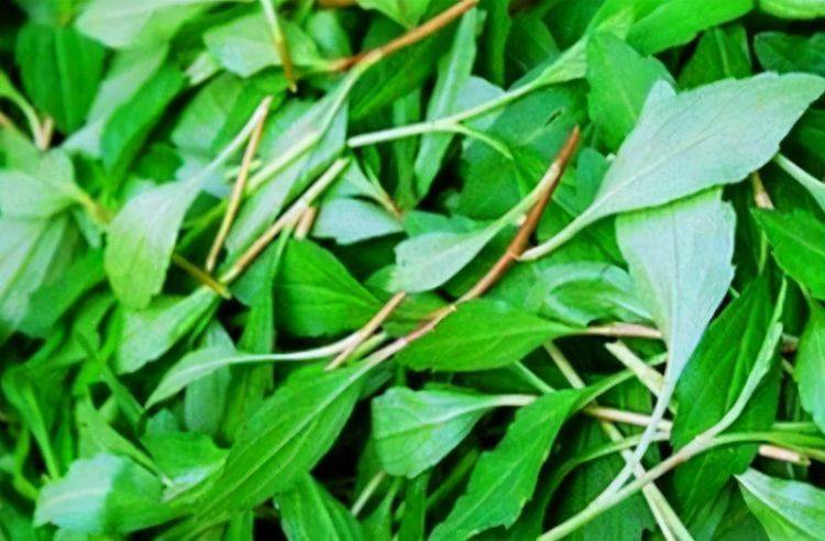 马兰头是江浙一带比较流行的野菜，秋季吃马头兰能清热解毒。常食对降低