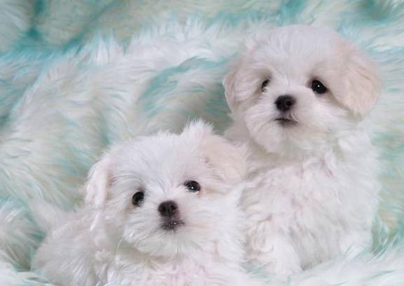 但是衣服不要长期穿哦,会破坏比熊犬的皮肤的,偶尔外出穿一下是可以的