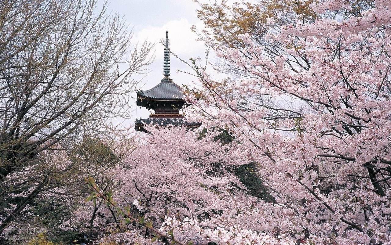 鲁迅写火的公园！曾是德川幕府私邸，如今是日本最著名的赏樱地