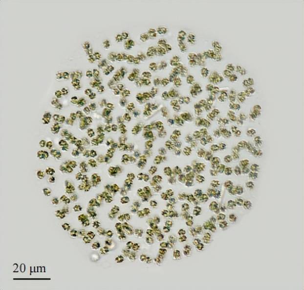 tenuissima)腔球藻属泽丝藻属细鞘丝藻属132020