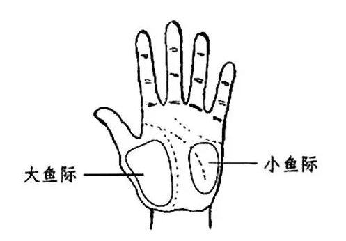 功效:大鱼际与呼吸器官关系密切,对防治感冒大有益处,而且对咽痛 打