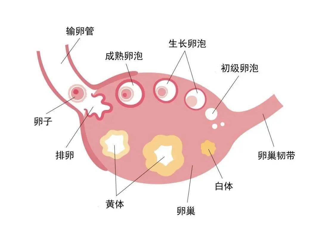 第三,b超检查窦卵泡激素,不过这个检查很多时候会受到医生主观因素的