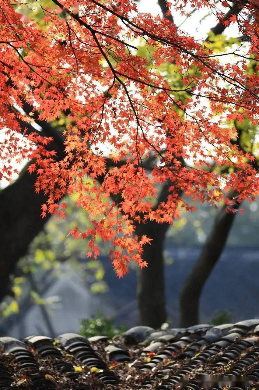 初秋近郊游指南奉上，约起来