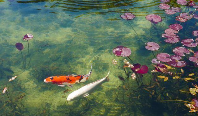 日本一处天然池塘，竟犹如莫奈经典名画，隐匿多年最近才被发现