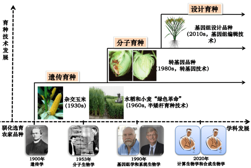 驯化_转基因_育种