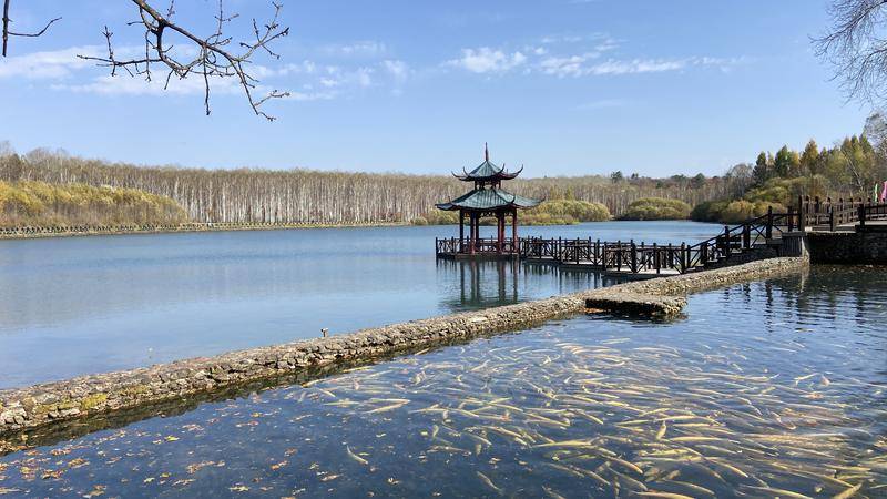 等你来！露水河长白山狩猎度假区“醉美”赏叶季开启