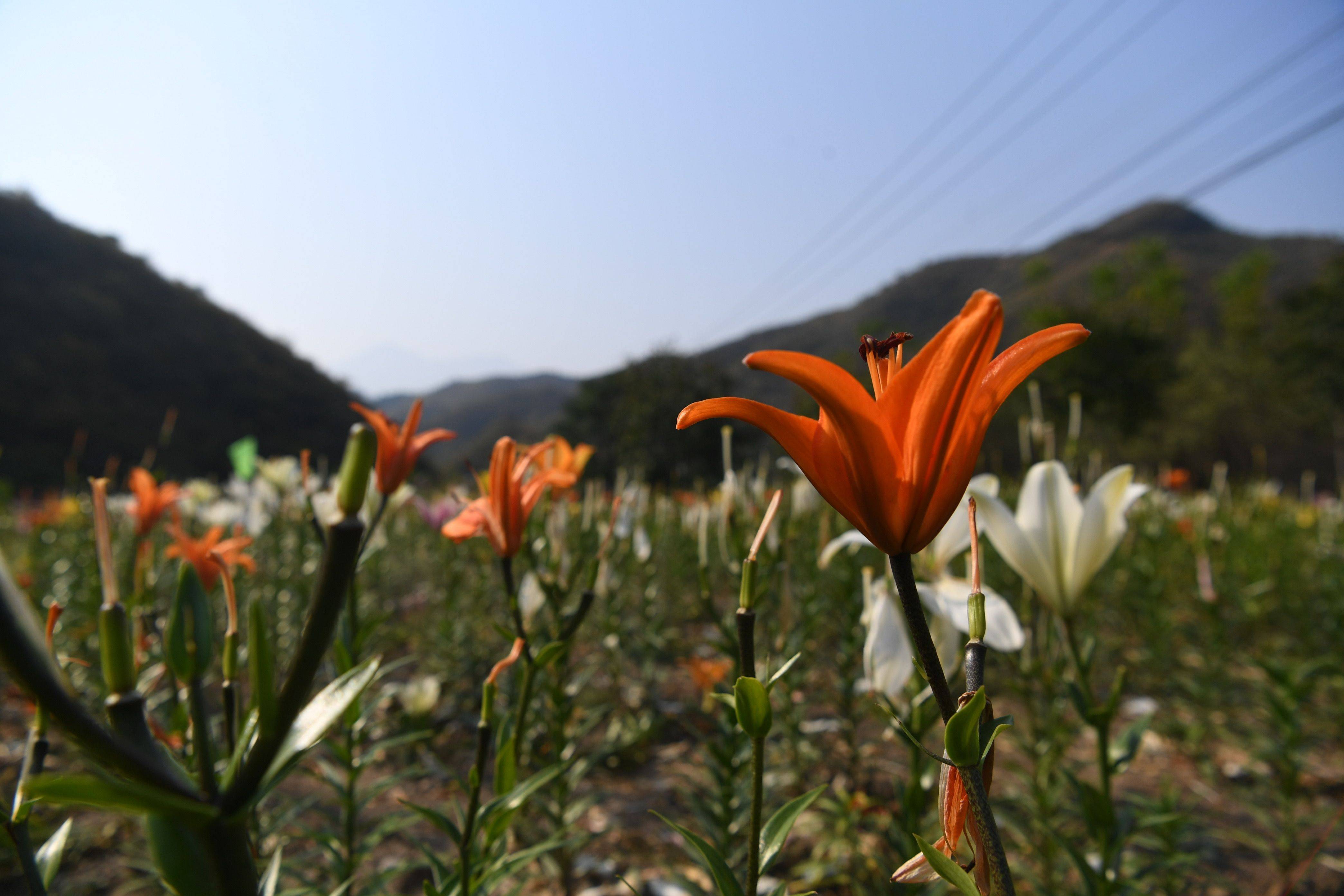 矿山变花谷 京西小村重建绿水青山