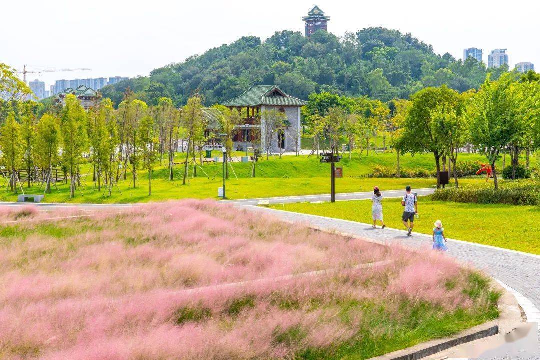 佛山这些花海，带你进入梦幻的粉色世界！