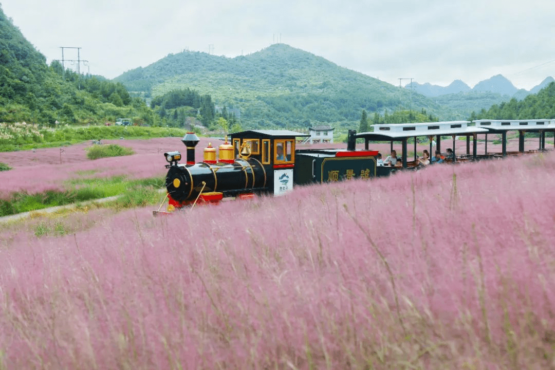 稻花香里说丰年 | 走进粉黛花海，开启浪漫之旅