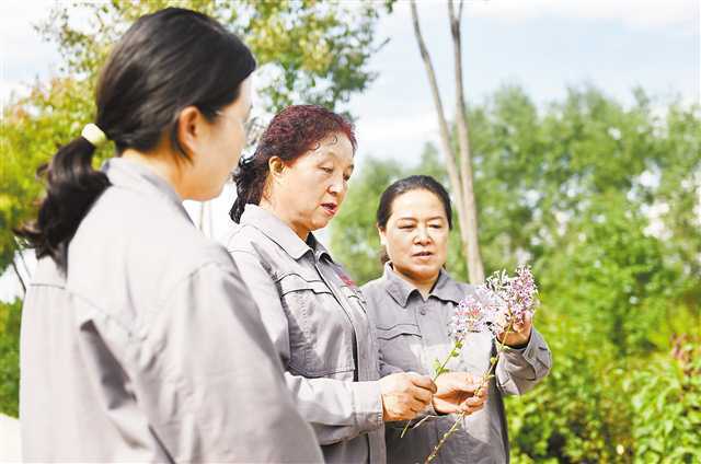 在青海省西宁市林业科学研究所的培育基地内,张锦梅(中)与同事在比较