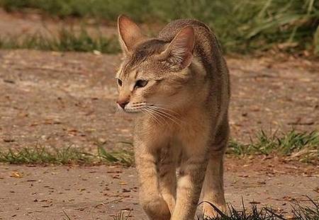 赛伦盖蒂猫如果你很喜欢薮猫,那你千万不要错过塞伦盖蒂猫,培育者的