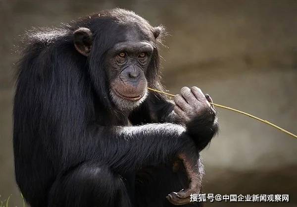 研究表明猴子或将很快到地面生活：这是要进化挑战人类吗？