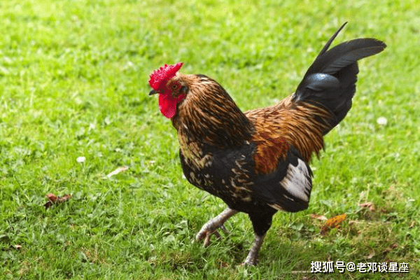 广州试管助孕中心（再熬一天，生肖鸡一辈子最大的贵人来找你了，10月初秒变“发”鸡）