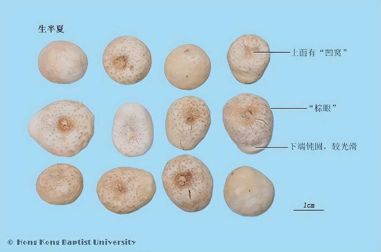 生半夏有毒！一起来了解下它的炮制品吧