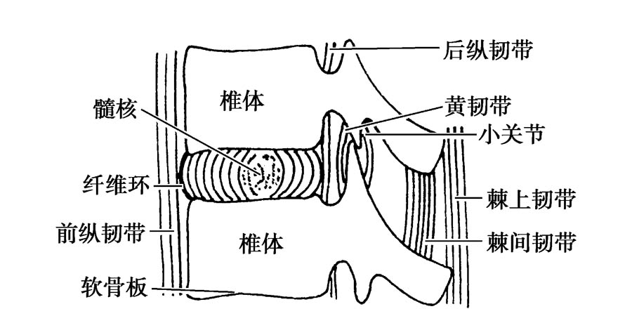 门诊最常见的"下腰痛,其实并不简单_关节_韧带_腰椎