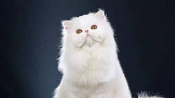 猫咪品种大全，全都认识算我输！
