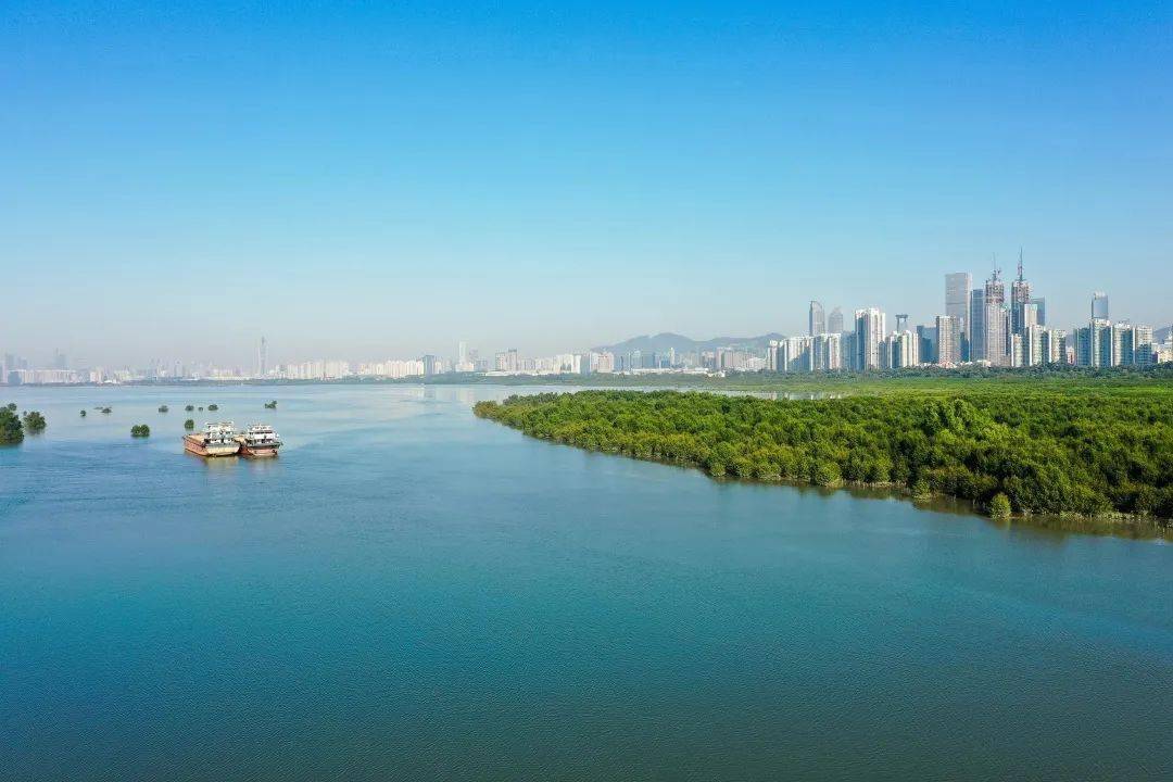 深圳市红树林海滨态公园（红树林：一把解开深圳全球海洋中心城市的“钥匙”）