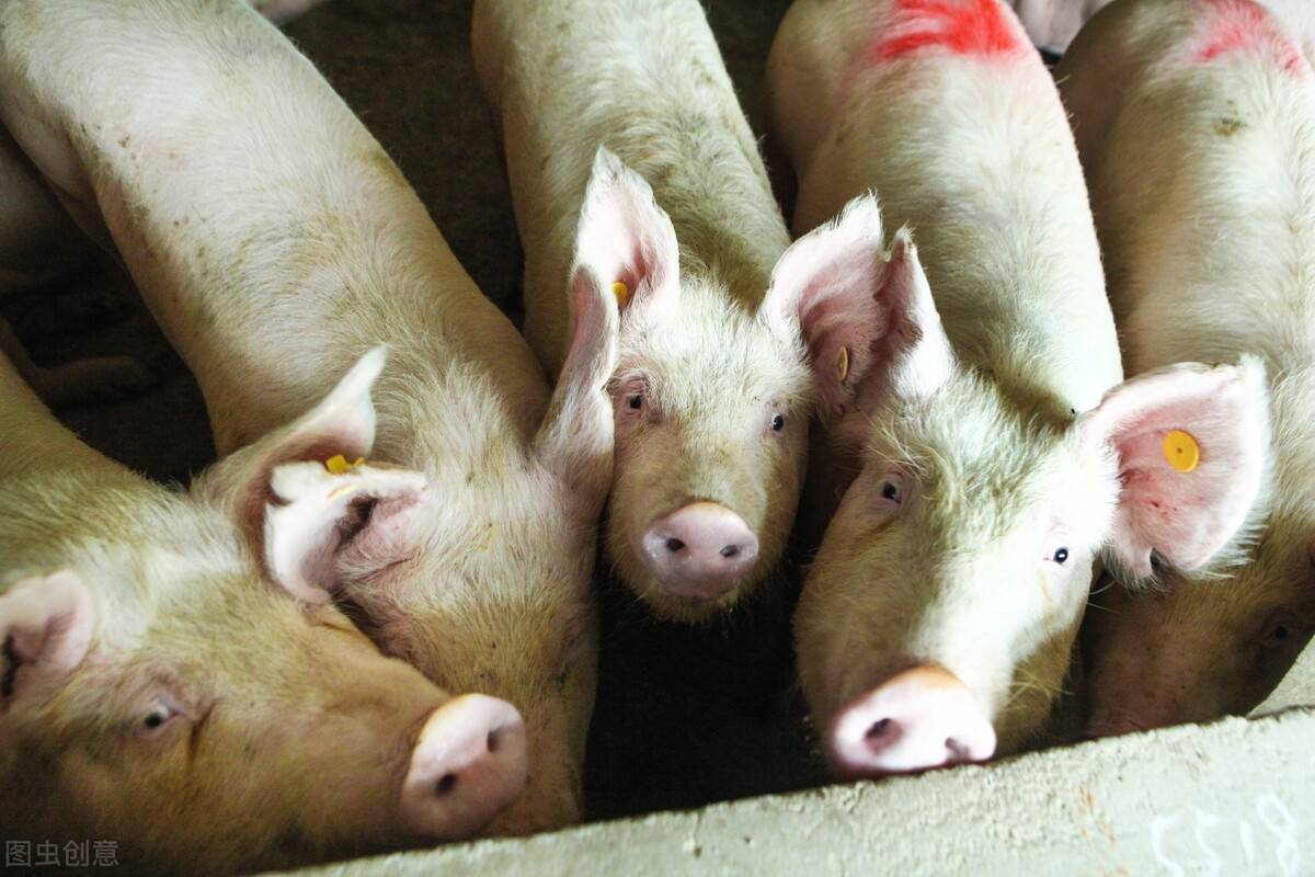 原创             猪价大幅下跌，市场猪肉价格是不是也要降了？