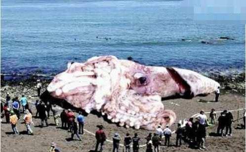 北海巨妖“克拉肯”到底是什么？科学家：它们可能是抹香鲸的食物