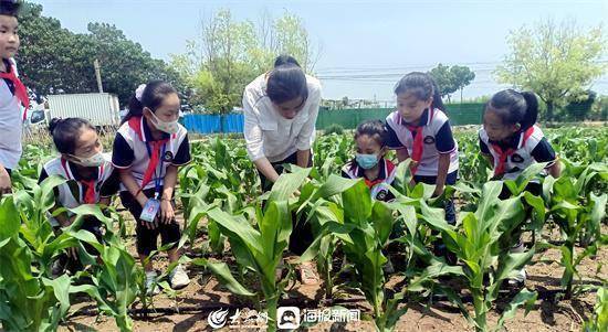 寿光市文家街道马店小学：田间地头“小菜园”，全面育人“大文章”  五年级作文 第3张