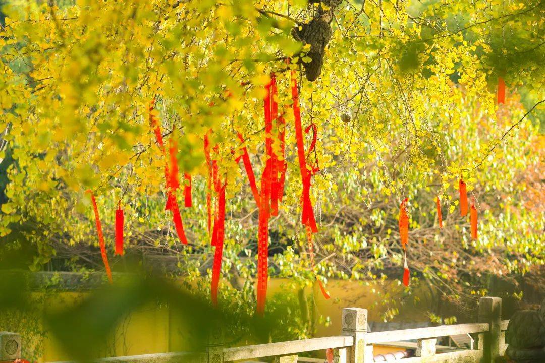 来相逢一场古银杏雨！仙顶寺打卡攻略来咯~