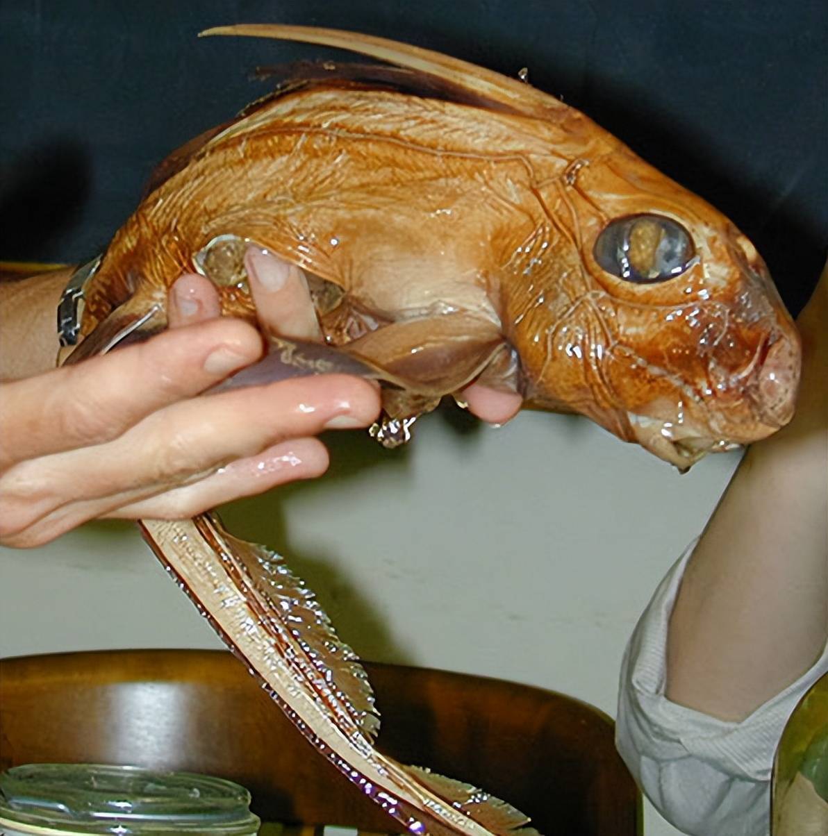 世界罕见生物_苏泊罕大草原有湖吗_世间罕有生物