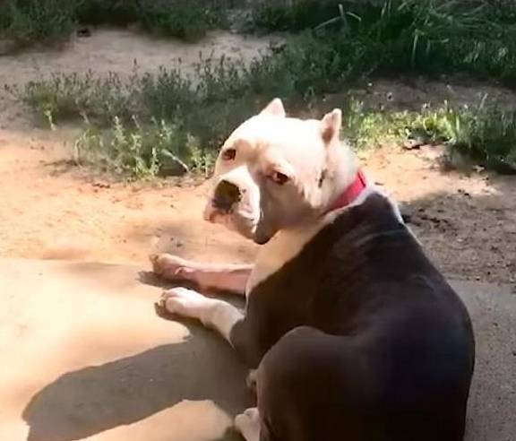 原创
  流浪狗用垃圾袋当床,这让女人很伤心,她每天都在门口等着领养 第8张 原创
  流浪狗用垃圾袋当床,这让女人很伤心,她每天都在门口等着领养 第8张