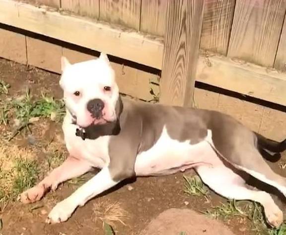 原创
  流浪狗用垃圾袋当床,这让女人很伤心,她每天都在门口等着领养 第9张 原创
  流浪狗用垃圾袋当床,这让女人很伤心,她每天都在门口等着领养 第9张