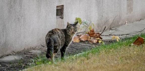 杭州西溪湿地的流浪猫陷入危机,饿得摇摇欲坠_人类_小猫_垃圾箱