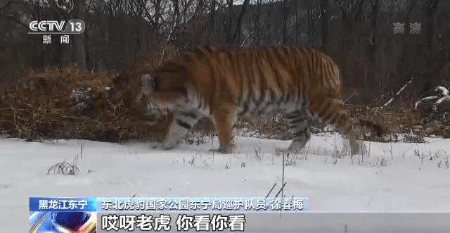 打扰的山林,雪地里留下的都是动物的足迹,在东北虎豹国家公园东宁片区