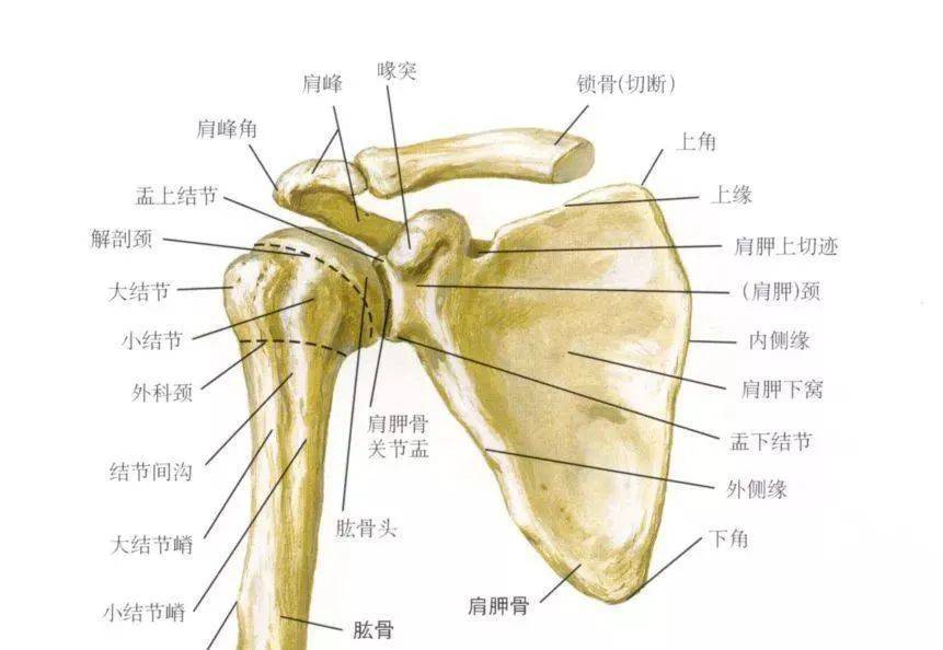 肩痛为何总在空中_动作_腰部_手臂