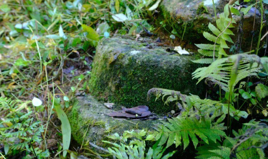 隐藏莆田大山中的千亩唐宋茶田，能否为福建贡茶的消费地？