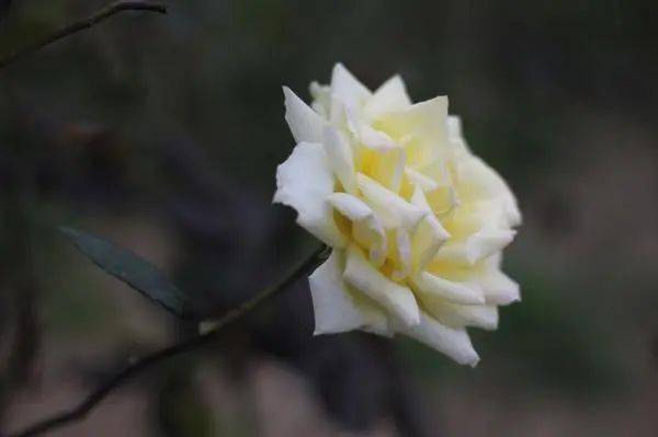 深圳春节赏花指南来啦!月季、樱花、梅花...那些处所都能看! 深圳春节赏花指南来啦!月季、樱花、梅花...那些处所都能看!