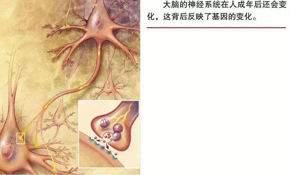 天才必然就是生成的吗？能否在后天被打造呢？