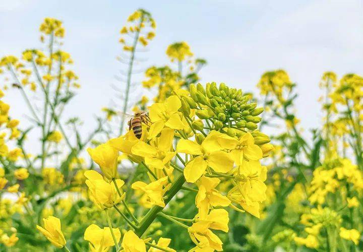 快保藏！江夏春季赏花地图来了