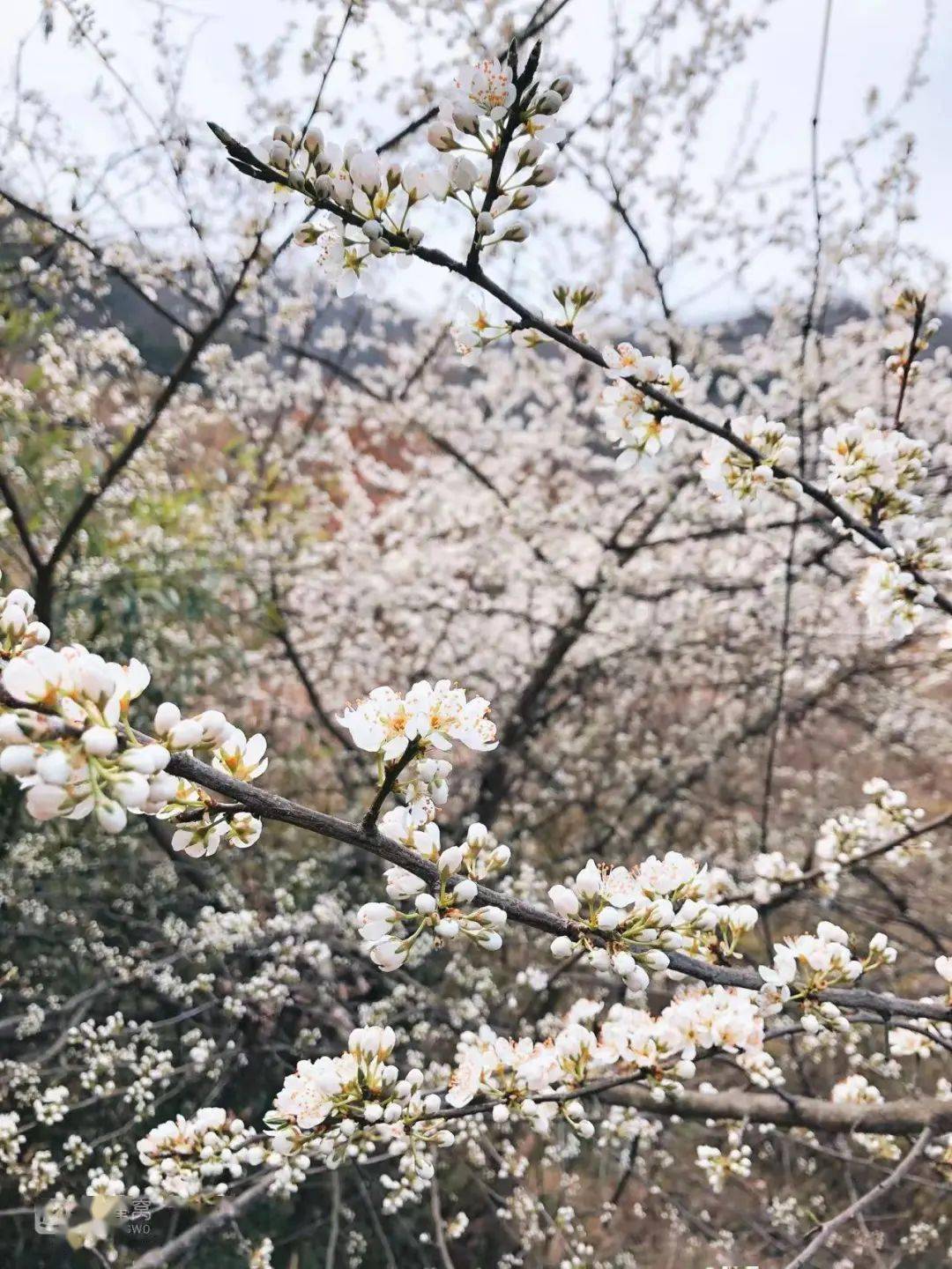 不行万亩樱花园，那座宝藏城市竟还有32个赏花地？