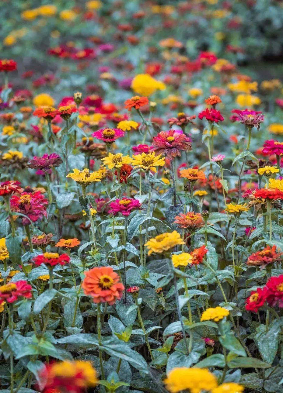 不行万亩樱花园，那座宝藏城市竟还有32个赏花地？