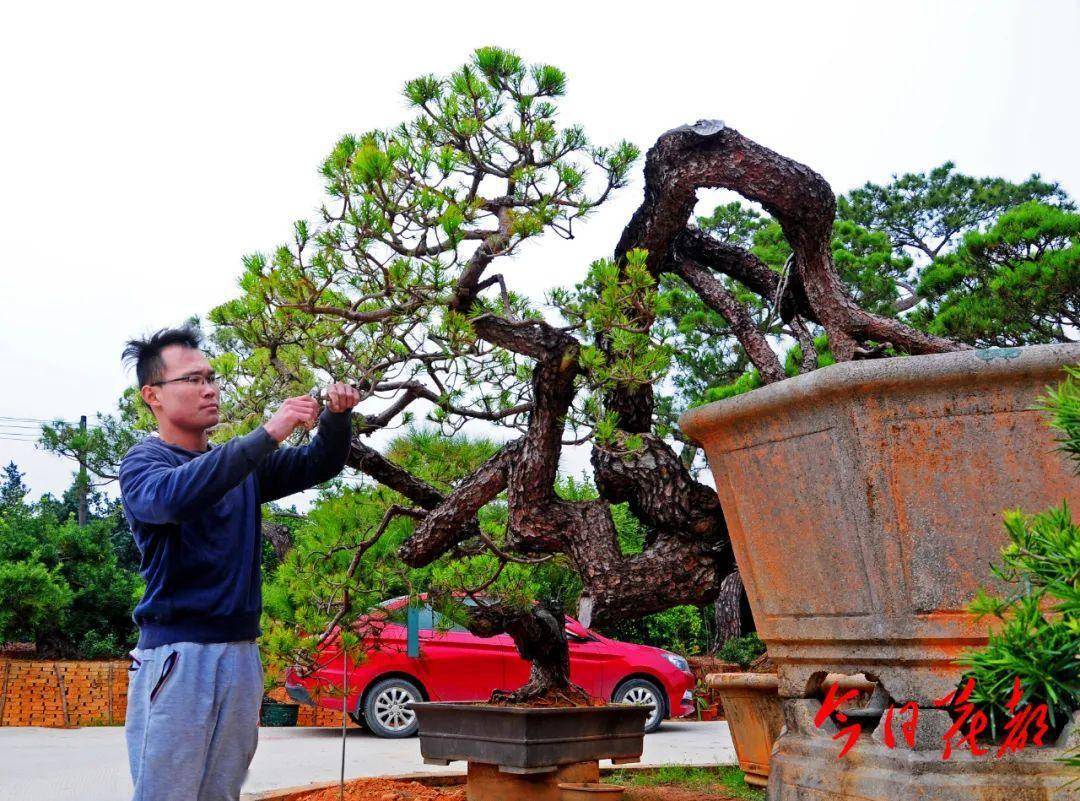 花都村落那么美，你不投一票？