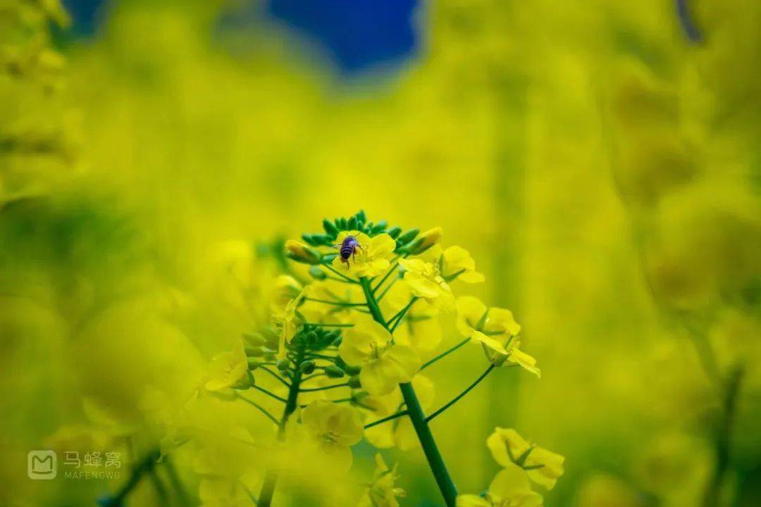 不行万亩樱花园，那座宝藏城市竟还有32个赏花地？