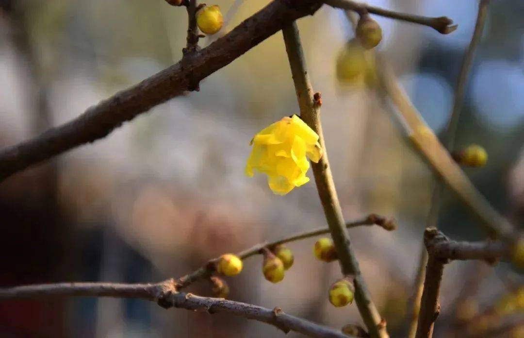 �������˱�����һĨ������ɫ