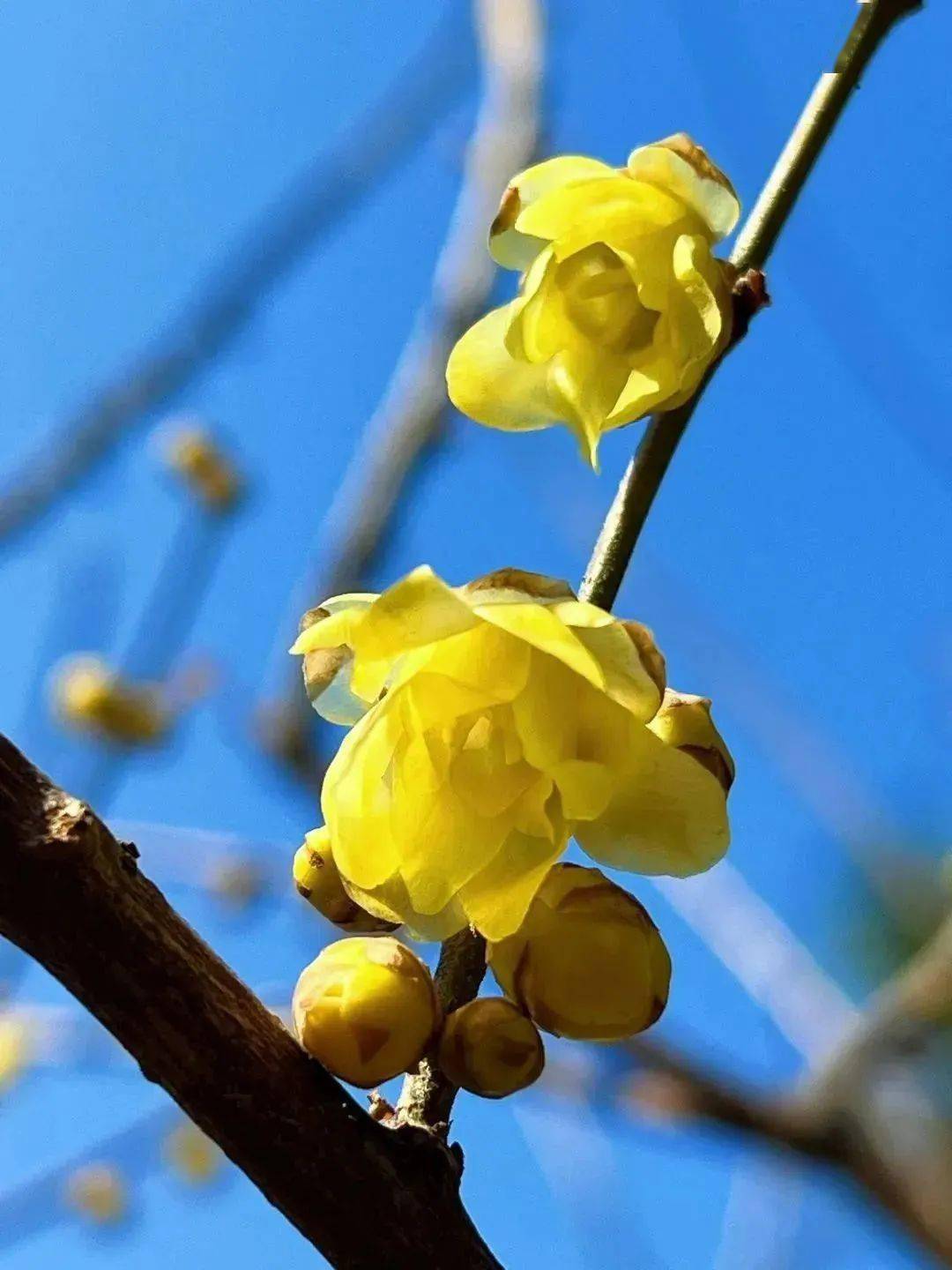 �������˱�����һĨ������ɫ