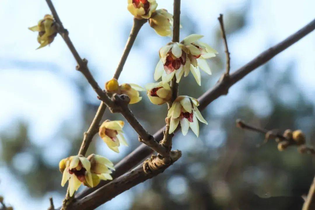 �������˱�����һĨ������ɫ