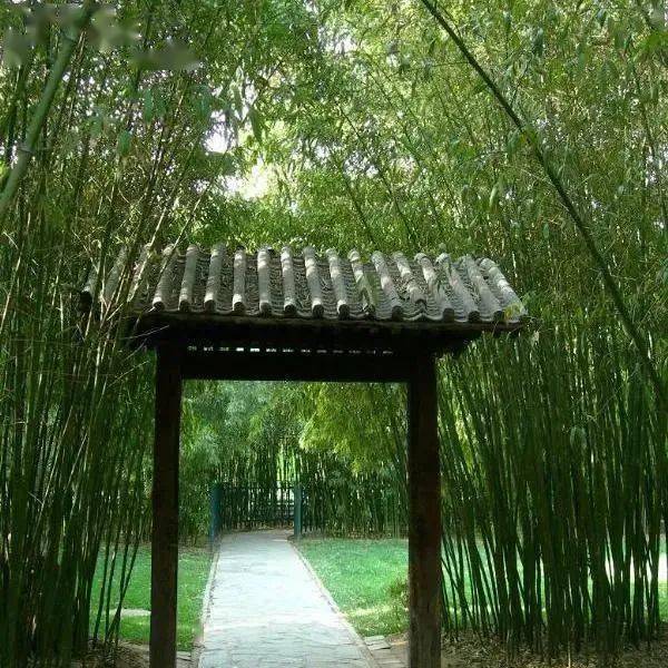 �������˱�����һĨ������ɫ