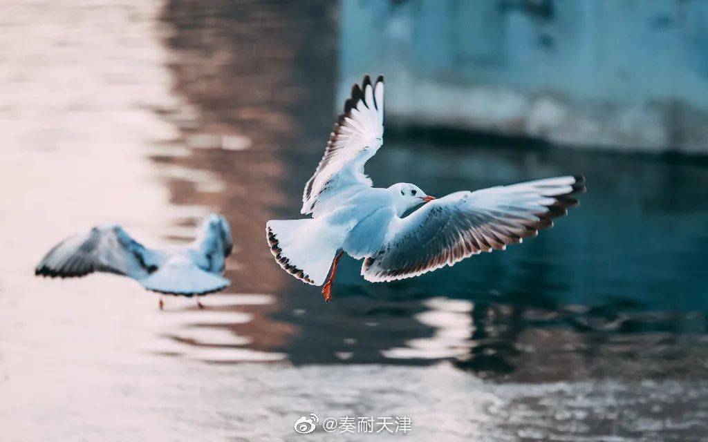 天津的海鸥，奏耐吃油酥烧饼！