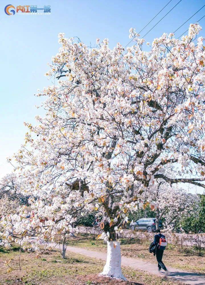 年年春天都爆美！内江0.5h实现梨花自在，百年梨树花海，景美还免费！