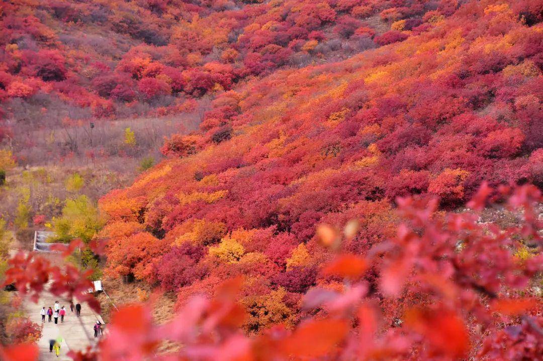 保藏！11月旅游地保举！错峰出游，那些处所已经美成仙境！