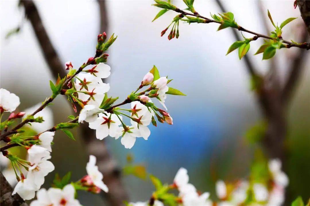 春暖花开，去那几个公园漫步赏花，享受“慢”生活