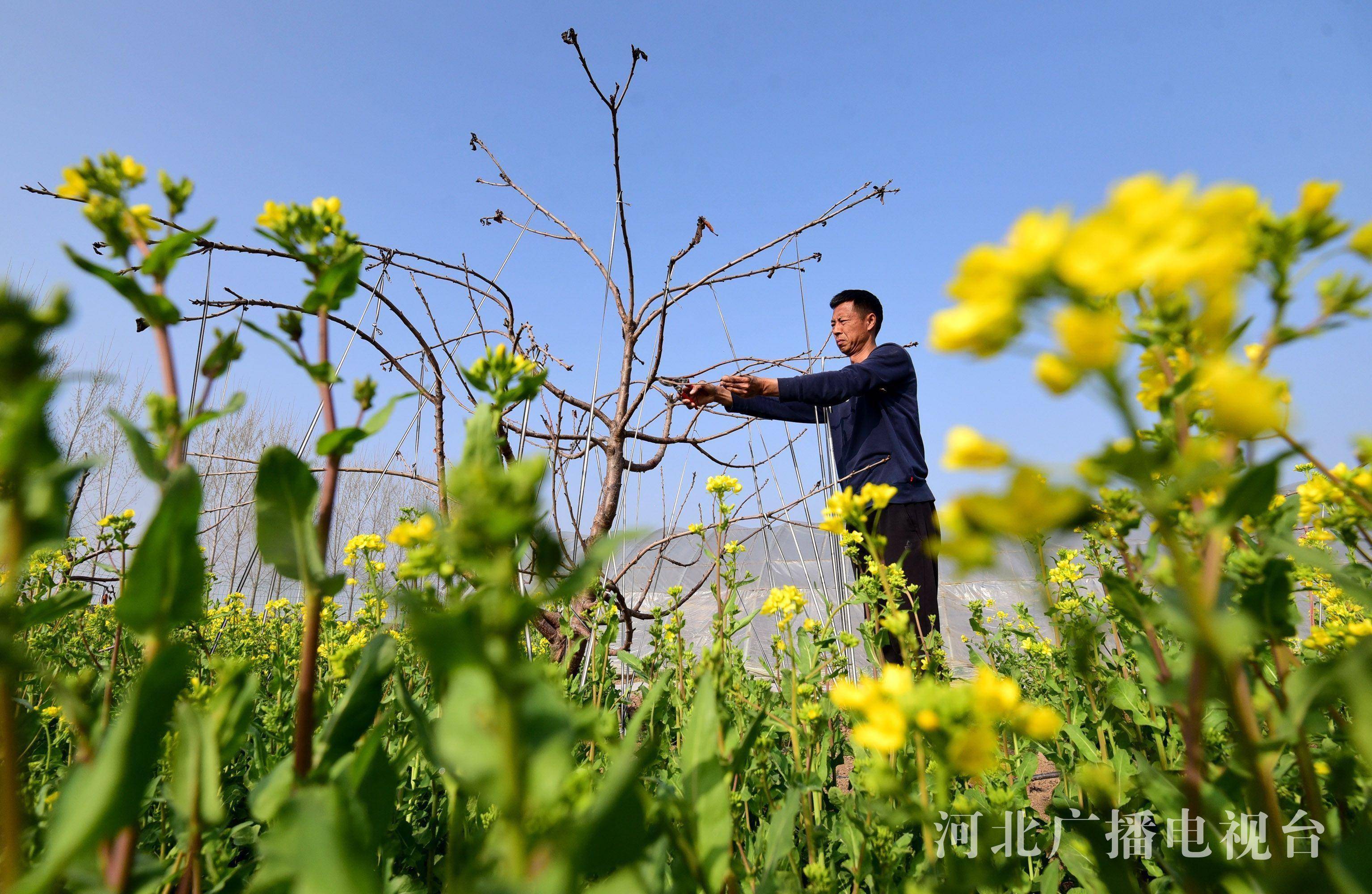 河北邯郸：春分日 忙农事