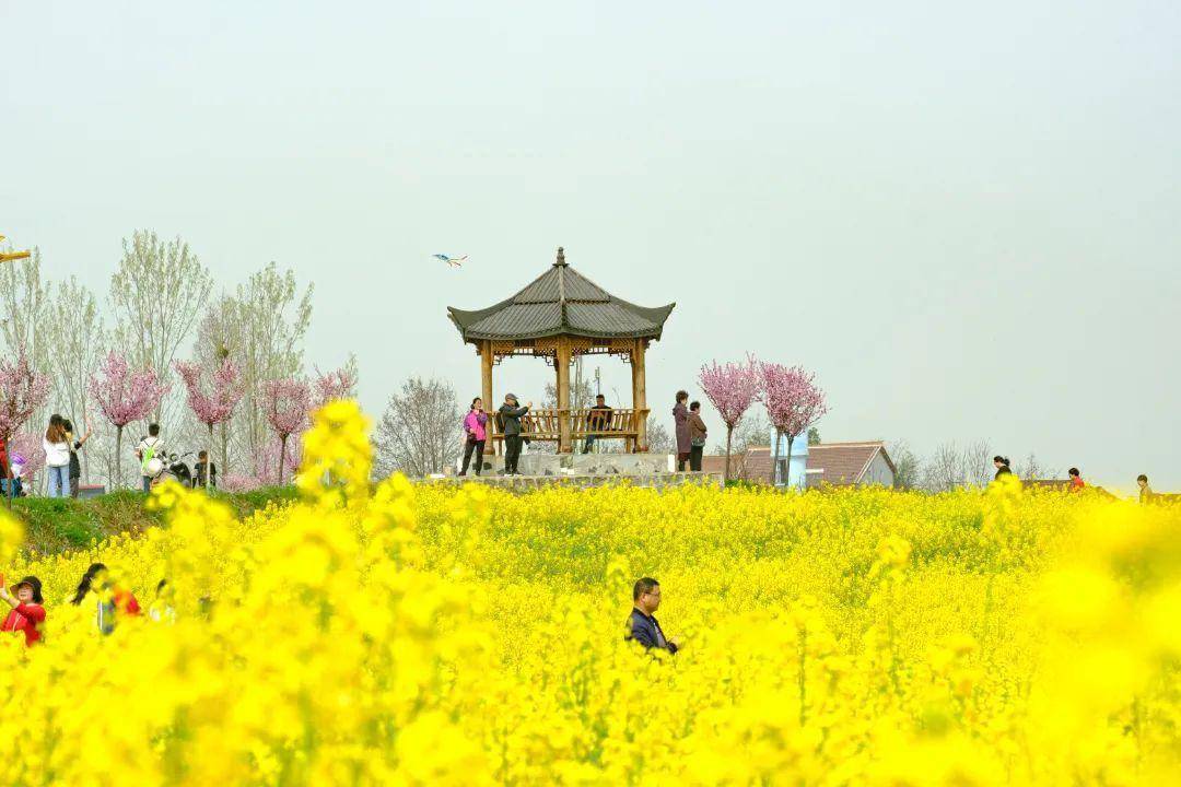 赏花何必远行？汉中那处“金色梦幻世界”藏着春天最美妙的光景~